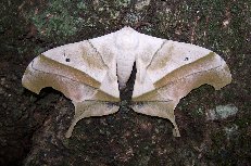 FIGURE 1a FIGURE 1a